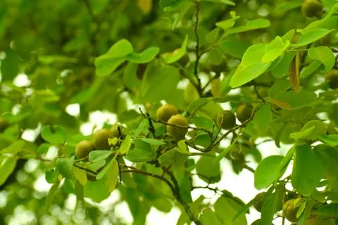 Wild fruit in forest Stock Photos