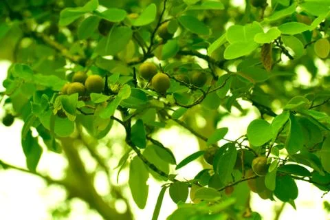 Wild fruit in forest Foto stock
