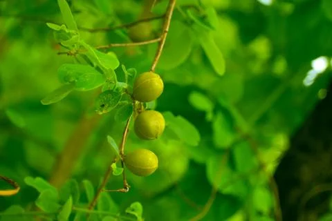 Wild fruit in forest Stock Photos