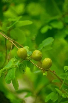 Wild fruit in forest Stock Photos