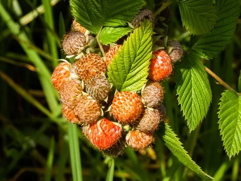 Wild fruit in the forest Stock Photos