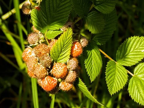 Wild fruit in the forest Stock Photos