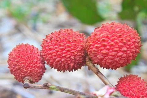 Wild fruit from forest, wild lychee Stock Photos