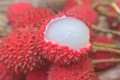 Wild fruit from forest, wild lychee Stock Photos