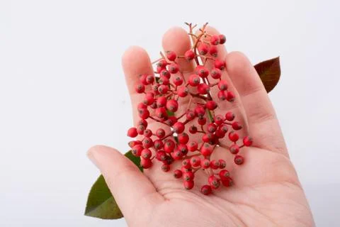 Wild fruit found in hand on white background Foto stock