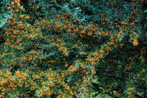 Wild fruit found in  tree in the nature Stock Photos