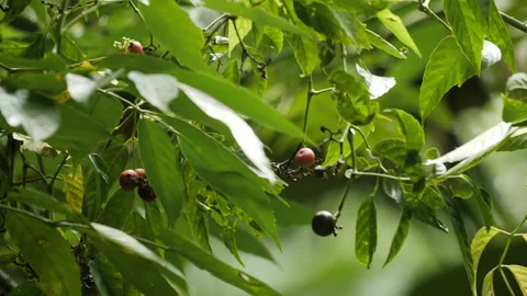 Wild Fruit in the Jungle Stock Footage 195276895