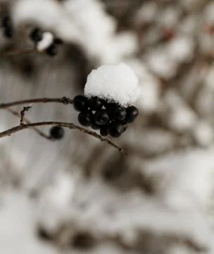 Wild fruit Stock Photos