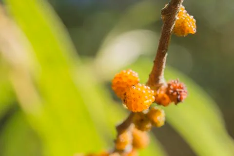 The wild fruit Stock Photos