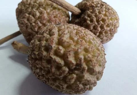 Wild fruit Stock Photos