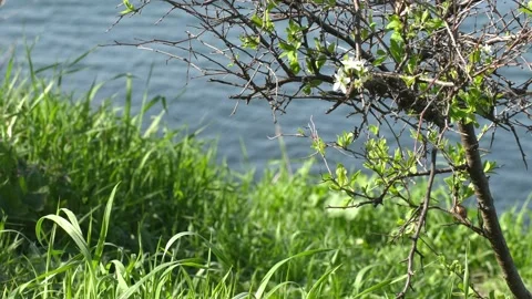 Wild fruit tree in bloom and grass swaying in the wind on the seashore Stock Footage 262353061