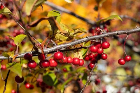 Wild fruit on a tree branch 库存照片