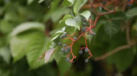 Wild Fruits Stock Footage 10734531