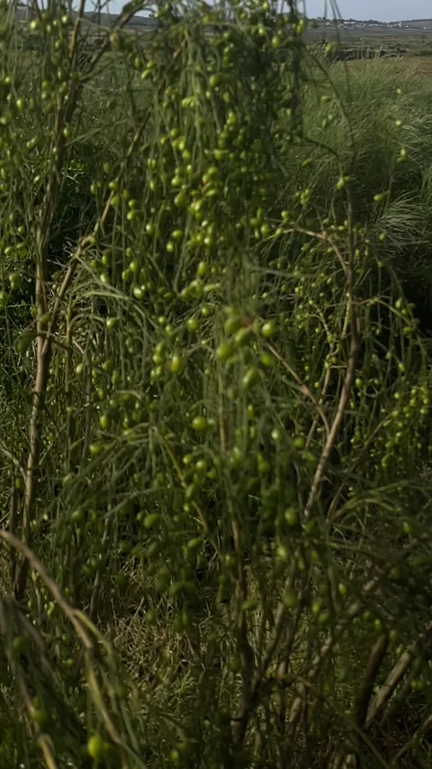 Wild fruits Stock Footage 333581545