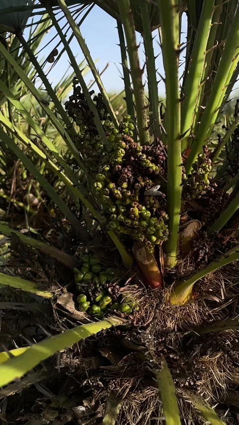 Wild fruits Stock Footage 333581567