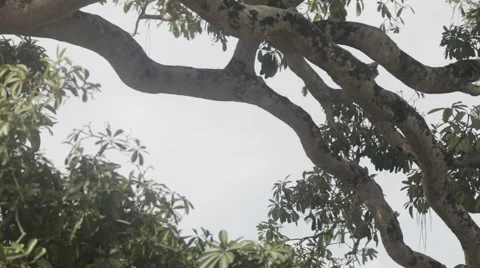 Into the wild Full HD Vidéo 41154261