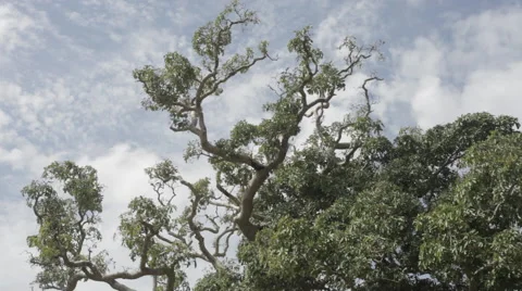 Into the wild Full HD Vidéo 41157529