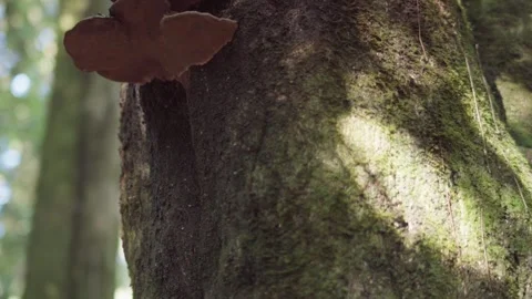 Wild Fungus Growing on Tree Trunk Stock Footage 303429448