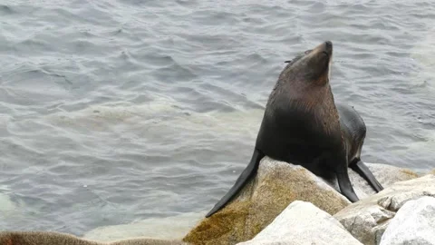 Wild fur seal posing on a rock looking around directly at camera Video stock 147064230