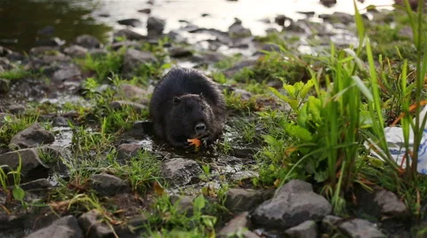 Wild furry coypus Stock Footage 65246775
