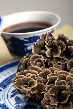 Wild Ganoderma lucidum Stock Photos