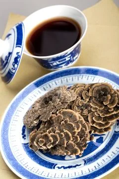 Wild Ganoderma lucidum Stock Photos