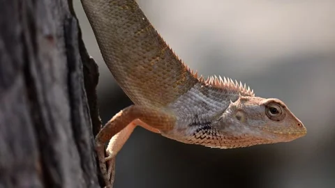 Wild Garden Lizard Clinging to a Tree Trunk Stock Footage 346447469