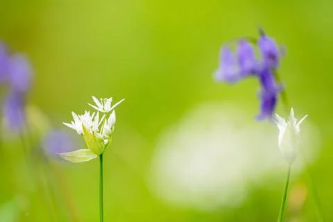 Wild garlic in bloom Foto stock