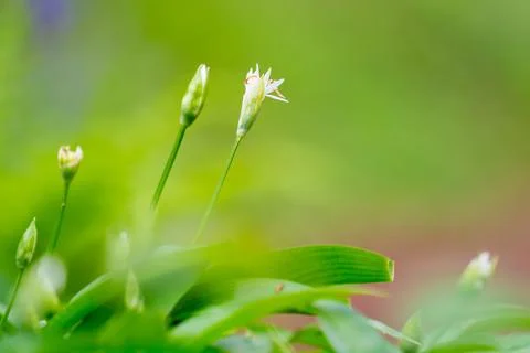 Wild garlic in bloom Stock Photos