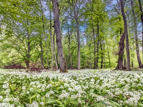 Wild Garlic Bloom in Spring Forest Foto stock