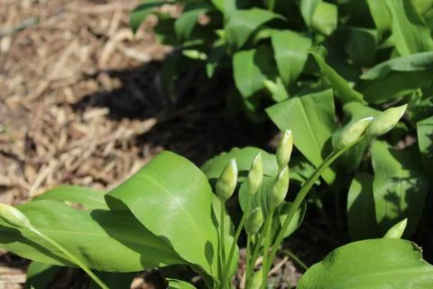 Wild garlic with buds in the ground Stock Photos