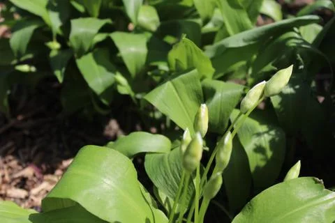 Wild garlic with buds in the ground Stock Photos