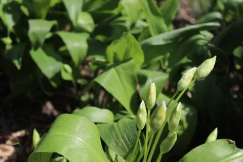 Wild garlic with buds in the ground Stock Photos