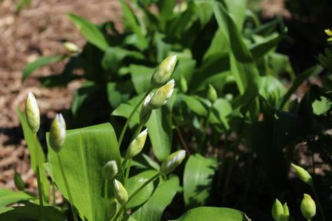 Wild garlic with buds in the ground Stock Photos