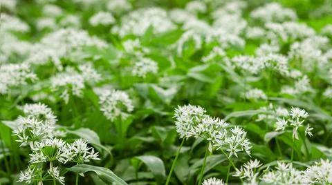 Wild garlic carpet in forest ready to harvest. Ramsons or bear's garlic growing Stock Photos