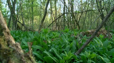 Wild Garlic floodplain forest Stock-Footage 11425687