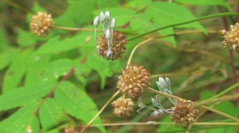 Wild Garlic Stock Footage 558331