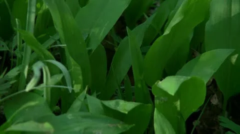 Wild Garlic Stock-Footage 11425723