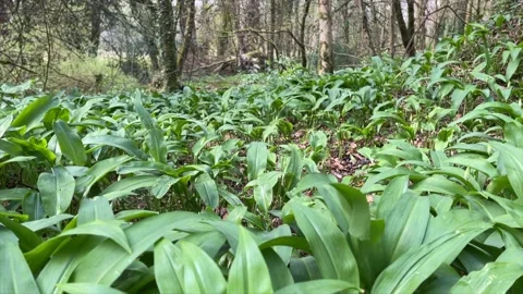Wild Garlic Stock Footage 154425054