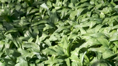 Wild garlic Stock Footage 237810466