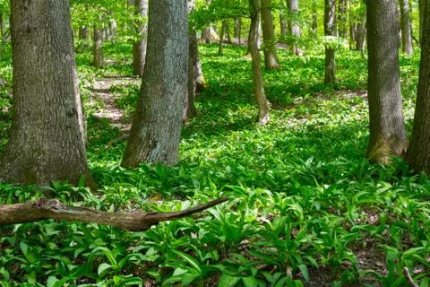 Wild garlic forest Stock Photos