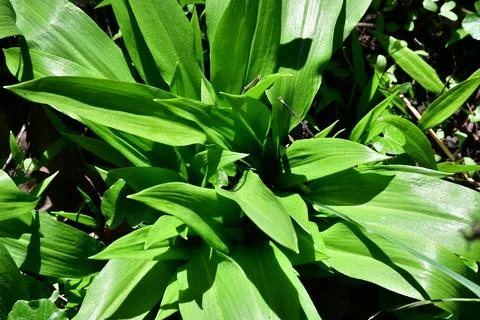 Wild garlic in a German forest in spring Foto stock