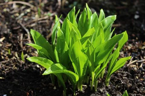 Wild garlic in the ground Stock Photos
