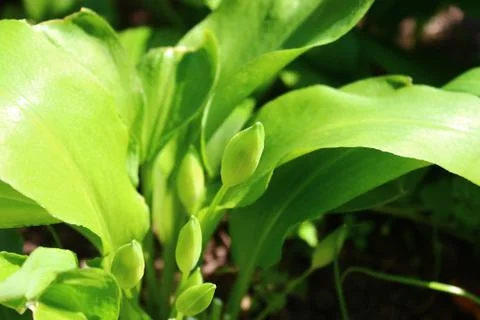 Wild garlic in the ground Foto stock