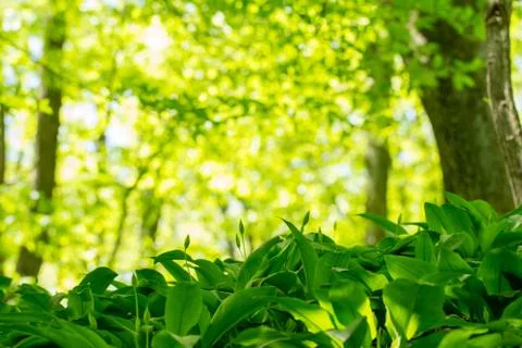 Wild garlic growing in forest Stock Photos
