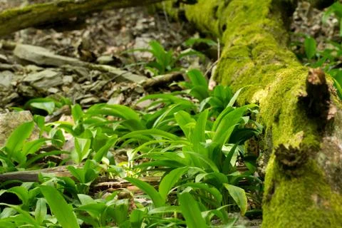 Wild garlic growing in forest Stock Photos