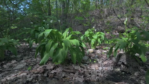 Wild garlic, grows in forest at spring time Stock Footage 272328683