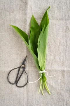 Wild garlic Stock Photos