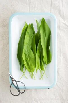 Wild garlic Stock Photos