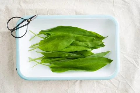 Wild garlic Stock Photos